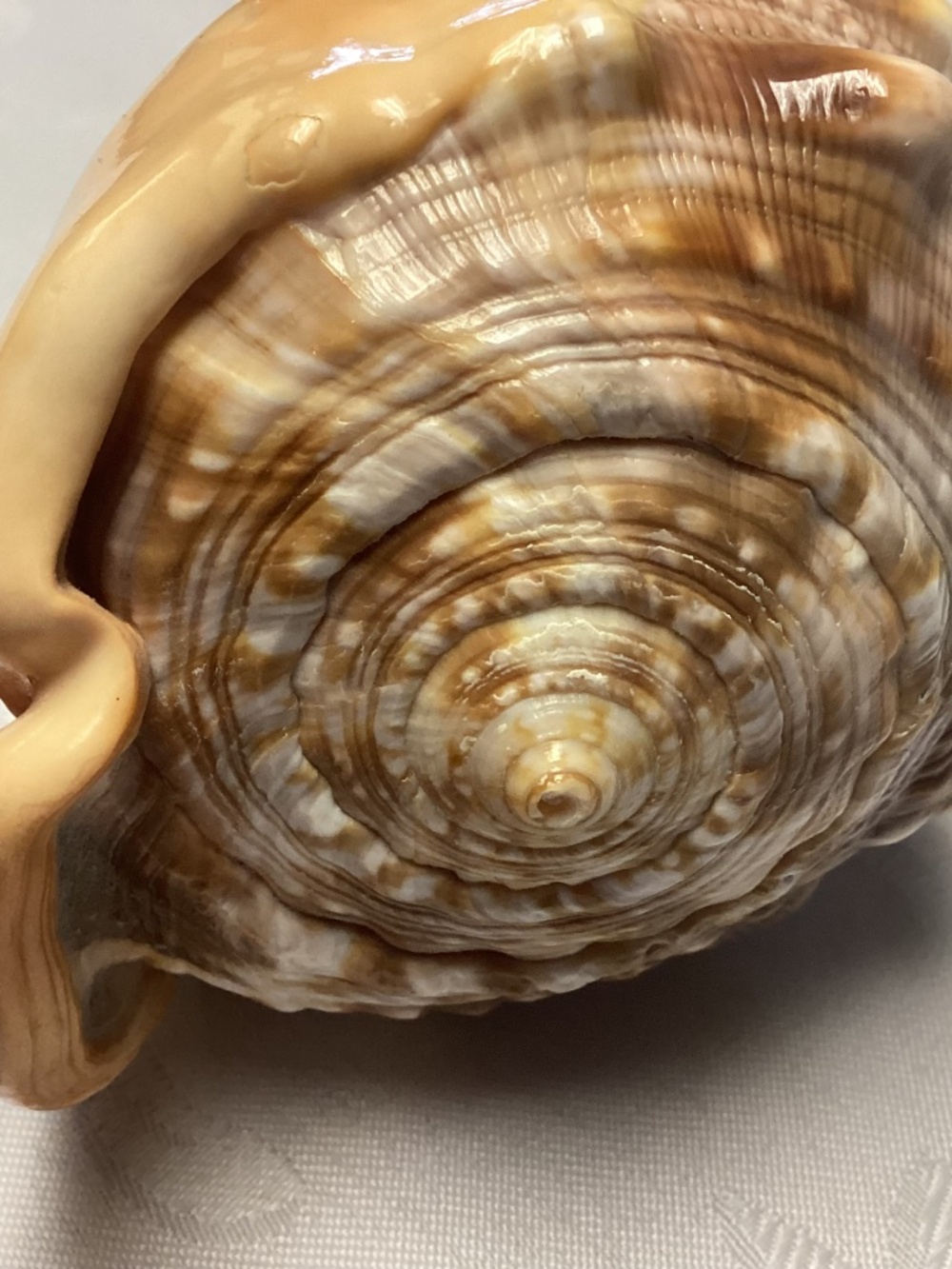 BEAUTIFUL Vintage Italian LARGE Hand Carved Cameo Conch Shell MINT CONDITION - Picture 3 of 10